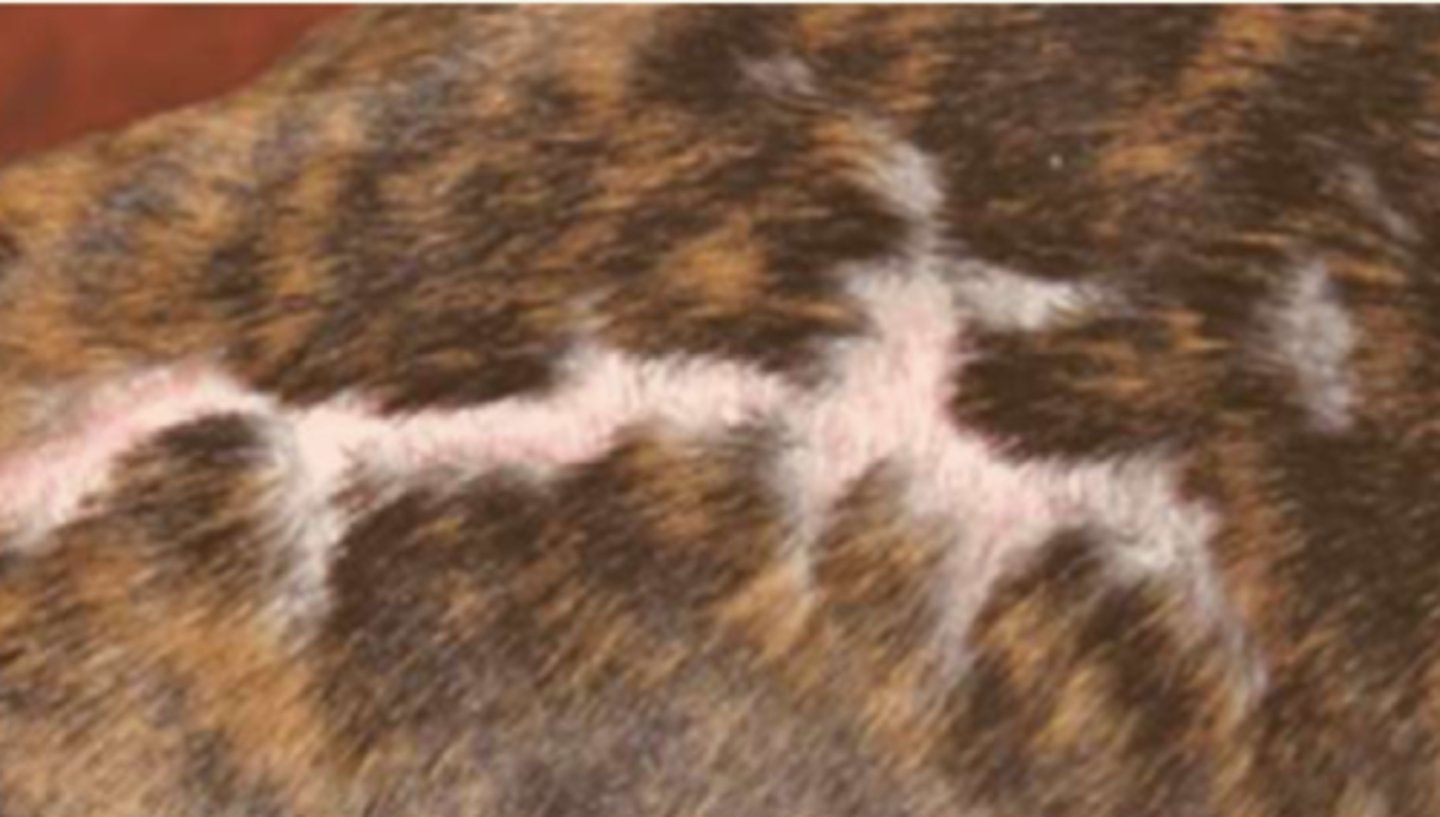 <p>¿lesión?</p><p>¿primaria o secundaria?</p>