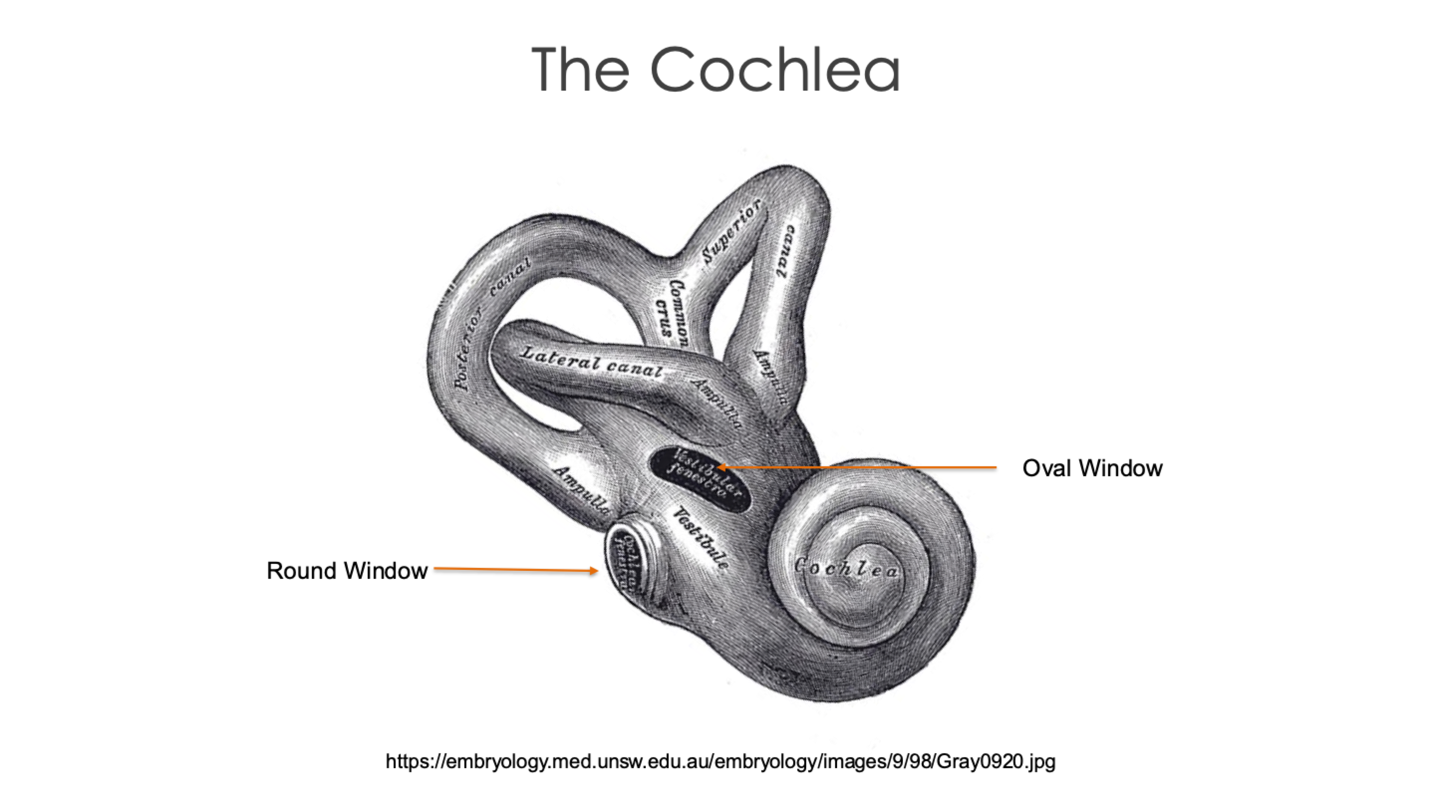 <p>The snail-shaped structure of the inner ear</p>