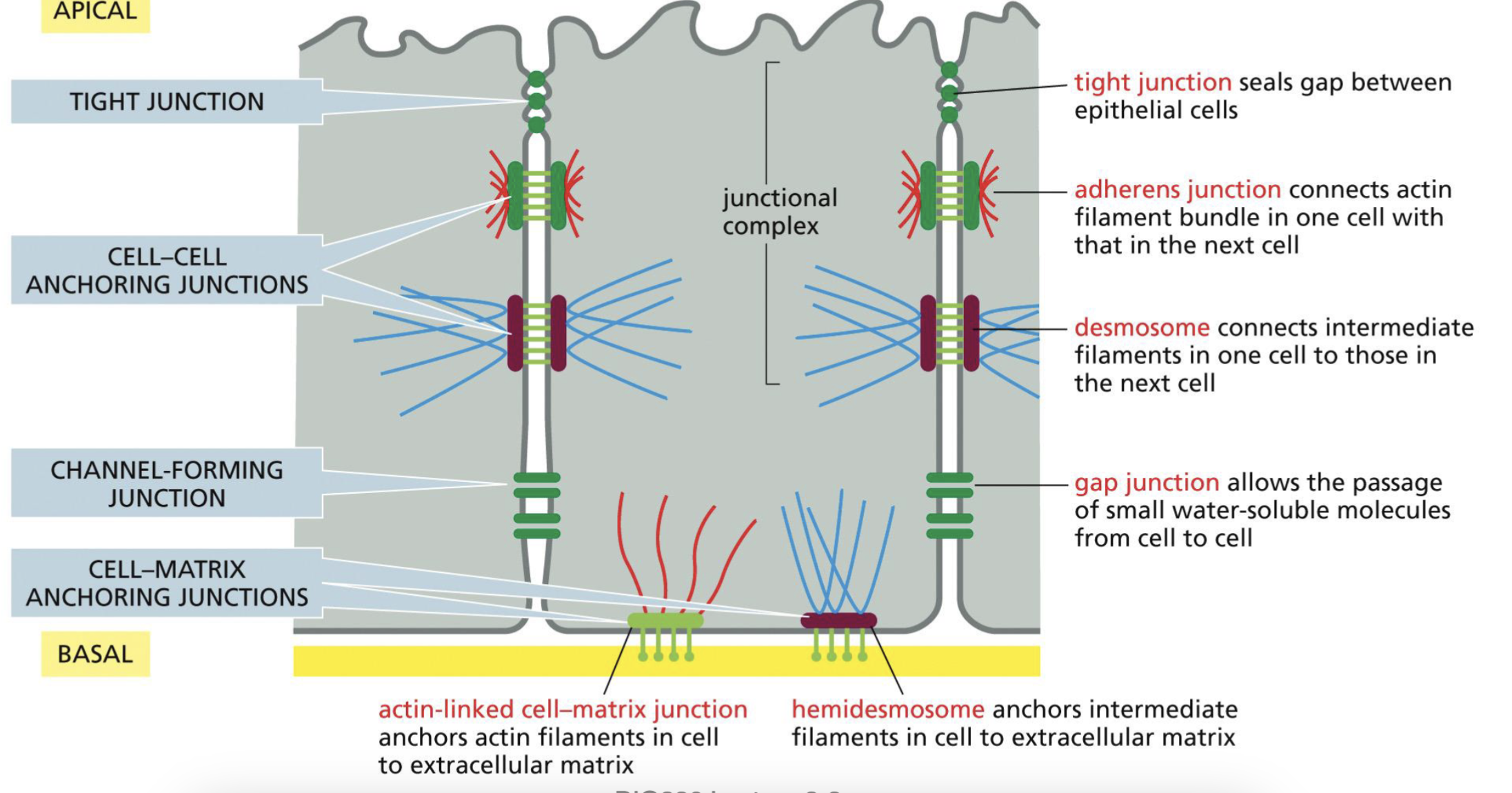 <p>Actin-linked cell matrix junction: anchor actin filaments in cell to extracellular matrix</p><p>Hemidesmosome: anchors intermediate filaments in cell to extracellular matrix</p>