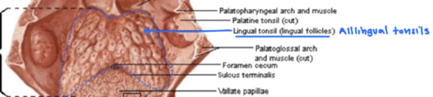 <p>midline depression just behind the sulcus terminalis from which the thyroid diverticulum descends from the embryon</p>