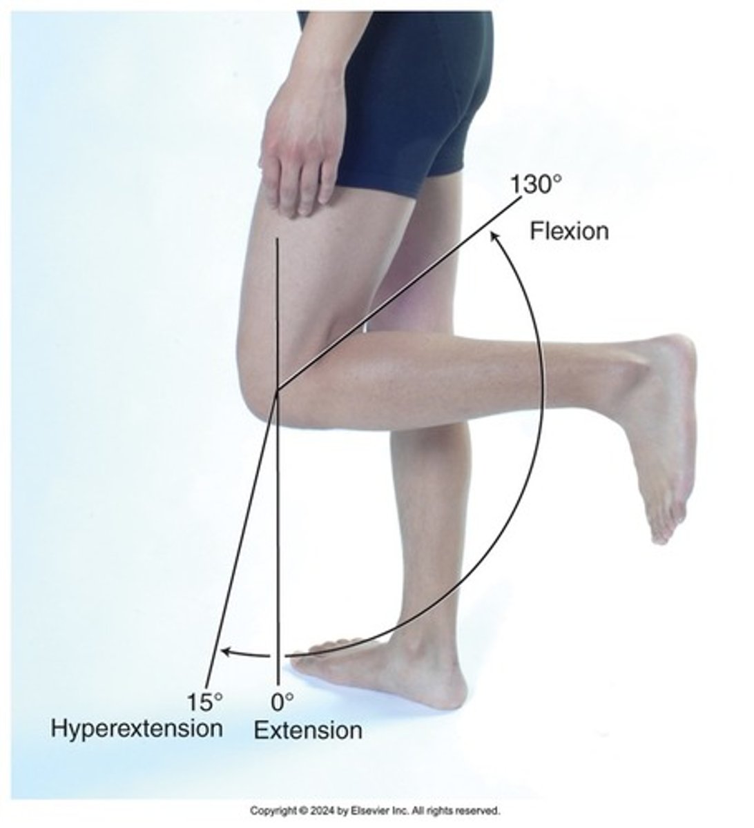 <p>-inspect</p><p>-palpate 10 cm above knee joint for bulge sign and ballotement</p><p>-flexion/extension, gait, duck walk</p>