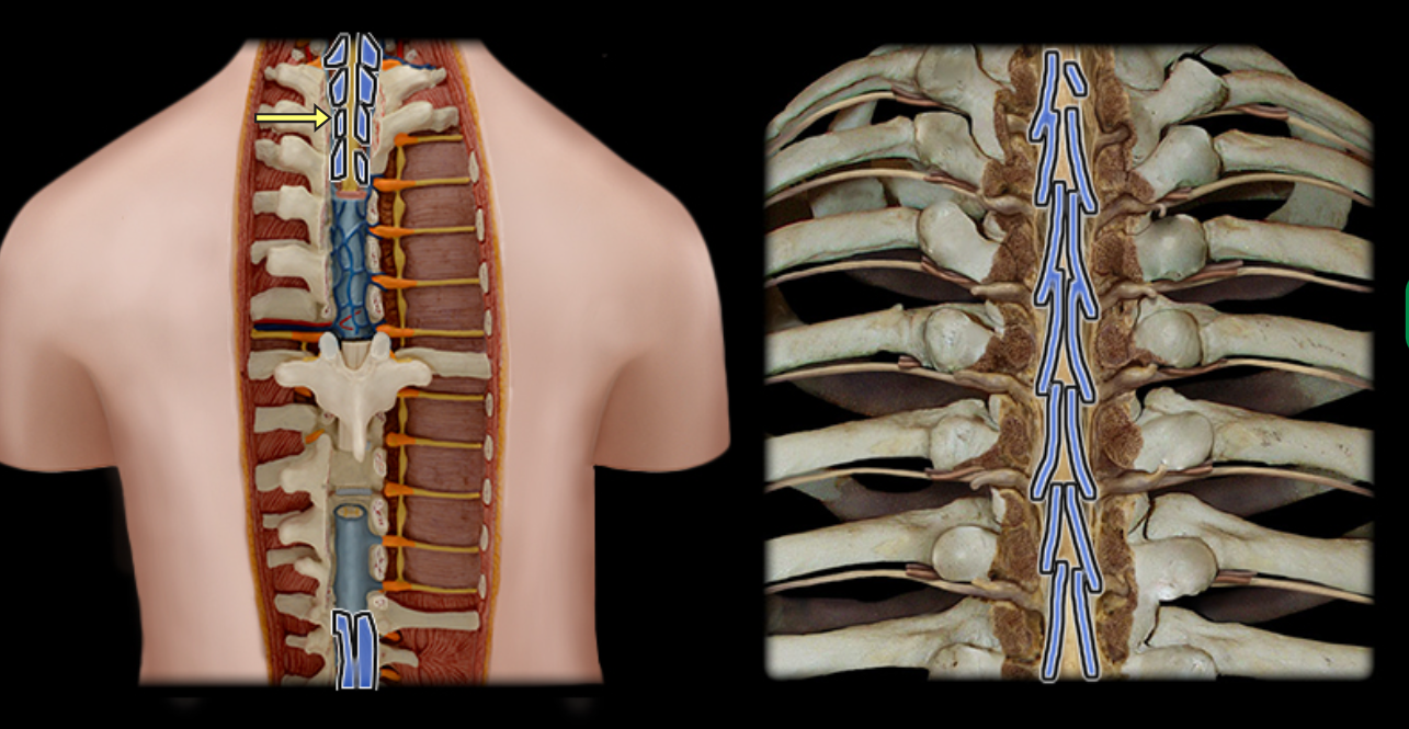 <p>Dorsal rootlets</p>