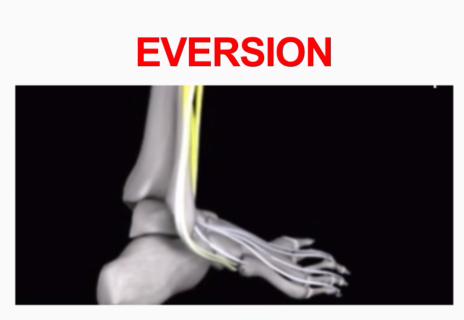 <p>Éversion</p>