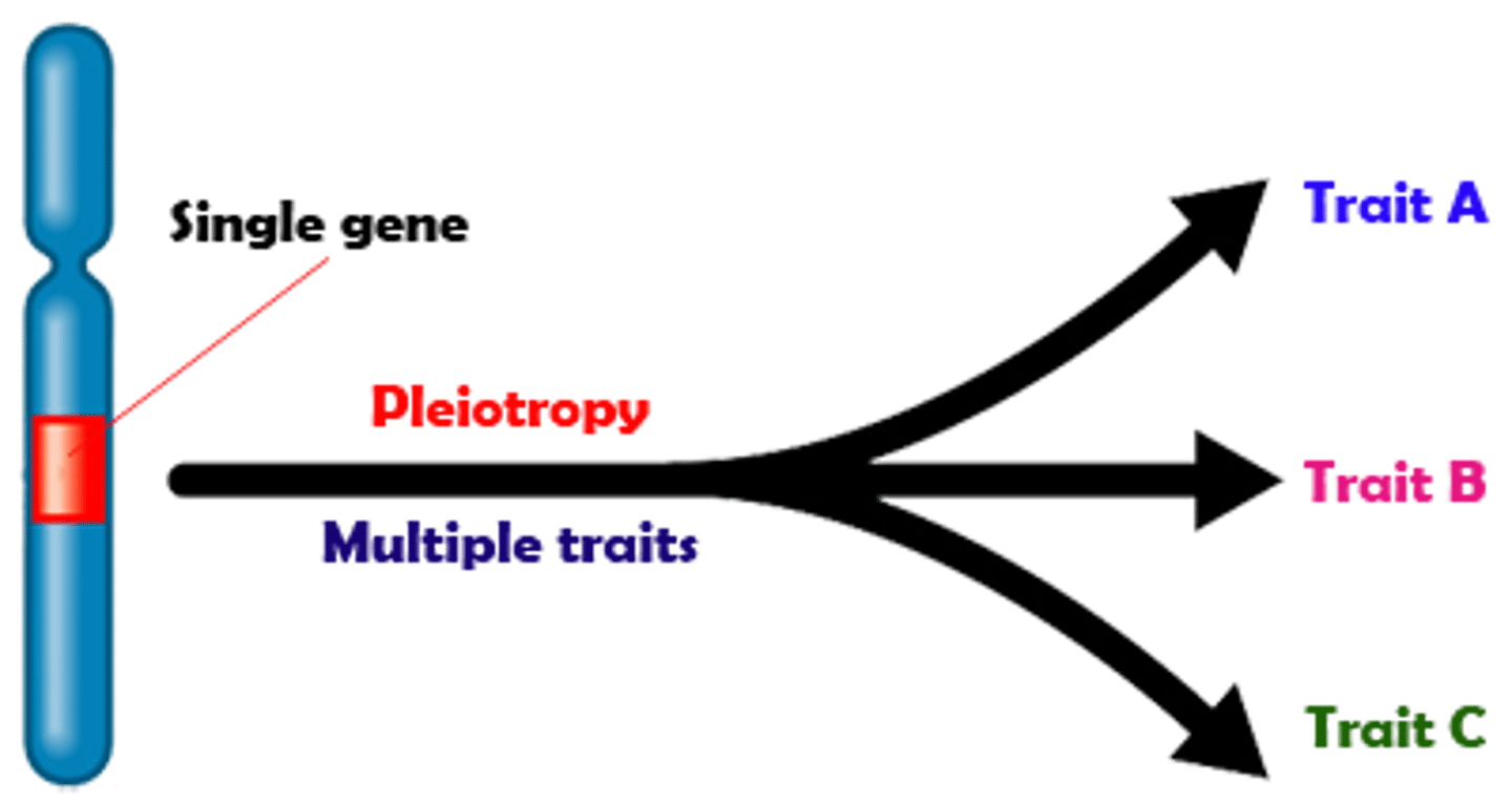 <p>allele that has more than one effect on the phenotype</p><ul><li><p>difficult to predict b/c a gene that affects one trait often performs other unknow functions </p></li></ul><p>(ex. sickle cell anemia; multiple symptoms track back to one defective allele)</p>