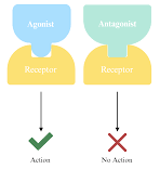 <p>Antagonist</p>