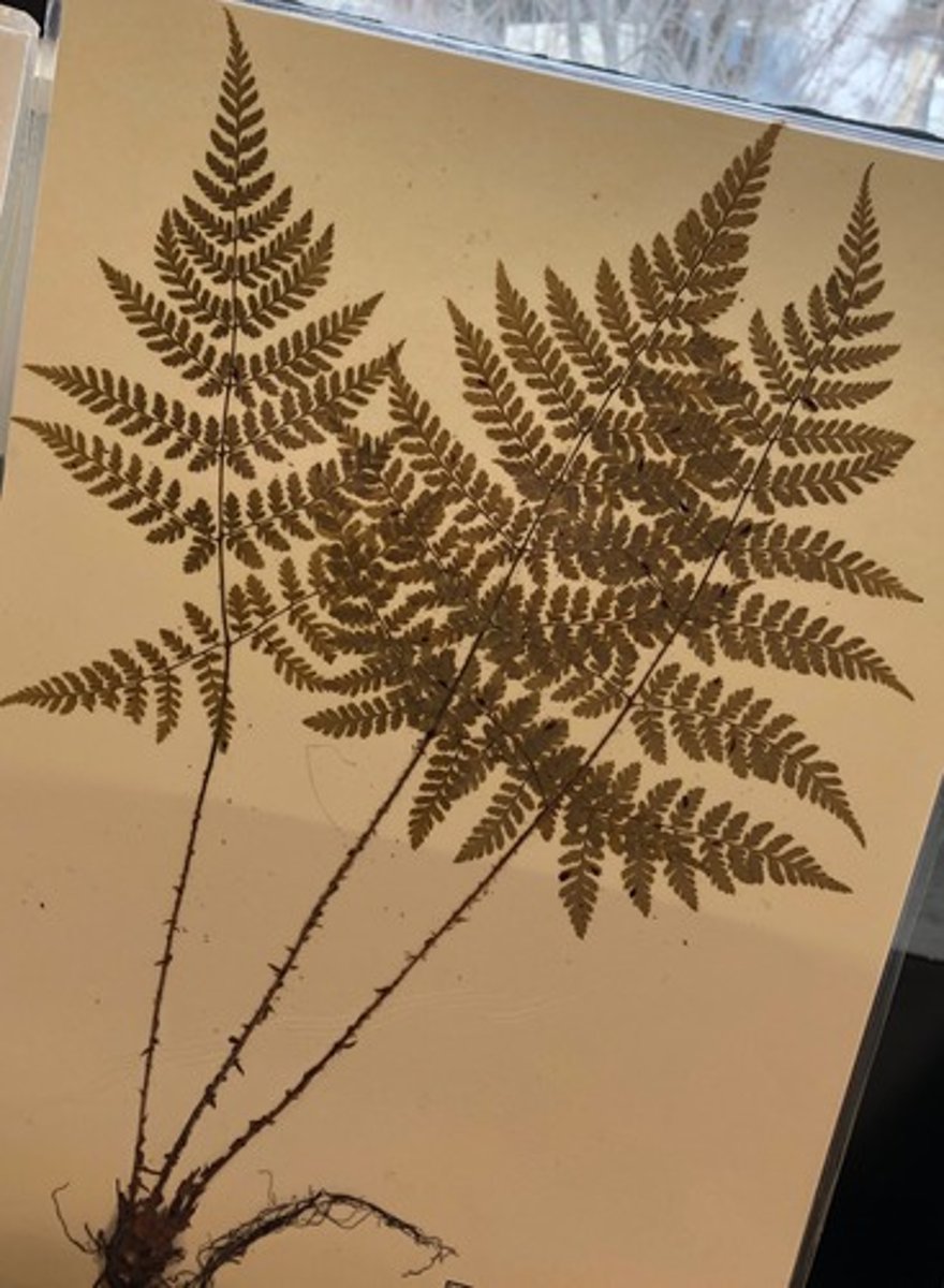 <p>doubly serrated pinna. grow in triangular formation, with pinna facing the ground being longer then their opposites. Pinna are short with margins curling under. Sori are in disorganized clusters.</p>