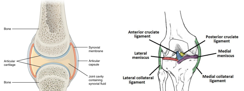 <p>Joints Labeled</p>