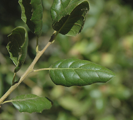 <p>Name this tree (scientific + common name)</p>