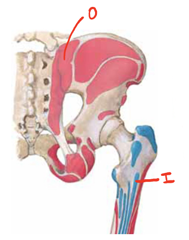<p>What is the innervation of the muscle that forms attachment at these cites?</p>