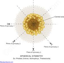 <p>any plane can pass through the center divides the organism into like- halves </p><p>ex: radiolarian </p>