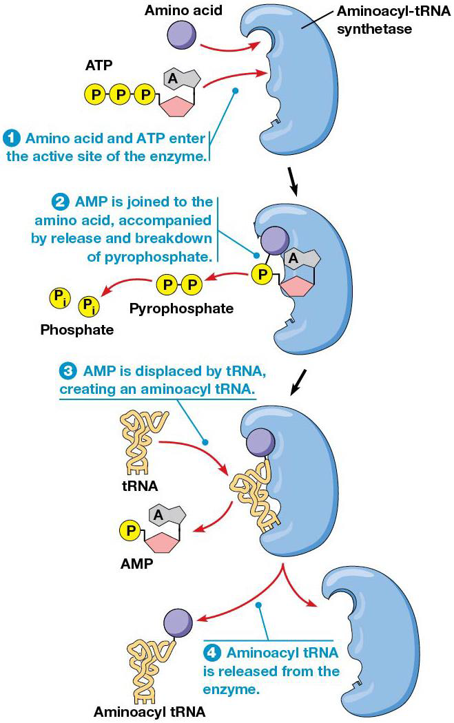 AA Activation by Aminoacyl-tRNA Synthetase