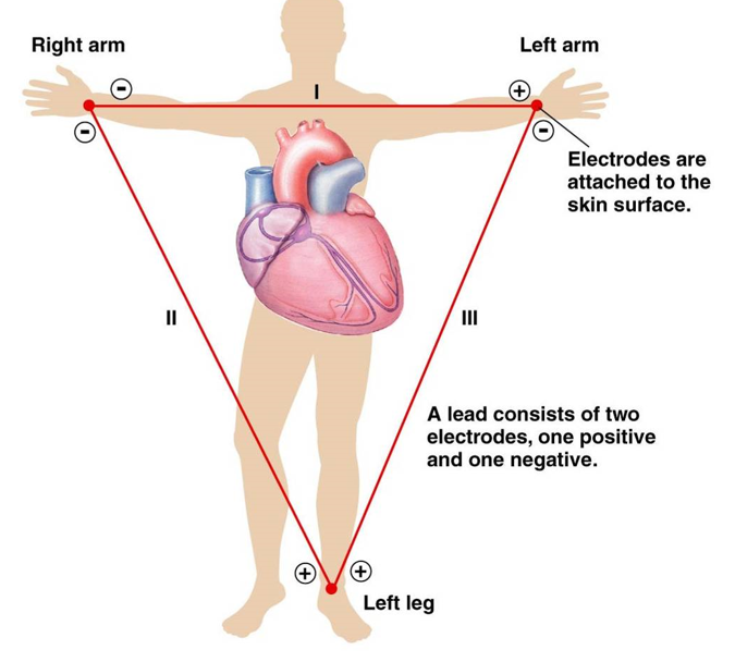 <p>3 nodes: right and left arm, left leg</p><p>3 leads: pairs of nodes</p><ul><li><p>3 different images of heart’s electrical signal</p></li></ul><p>most ECG’s use 12 nodes</p>