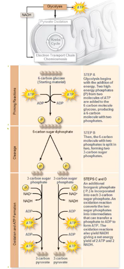 <p>(1) Energy input, (2) Energy production (ATP)</p>