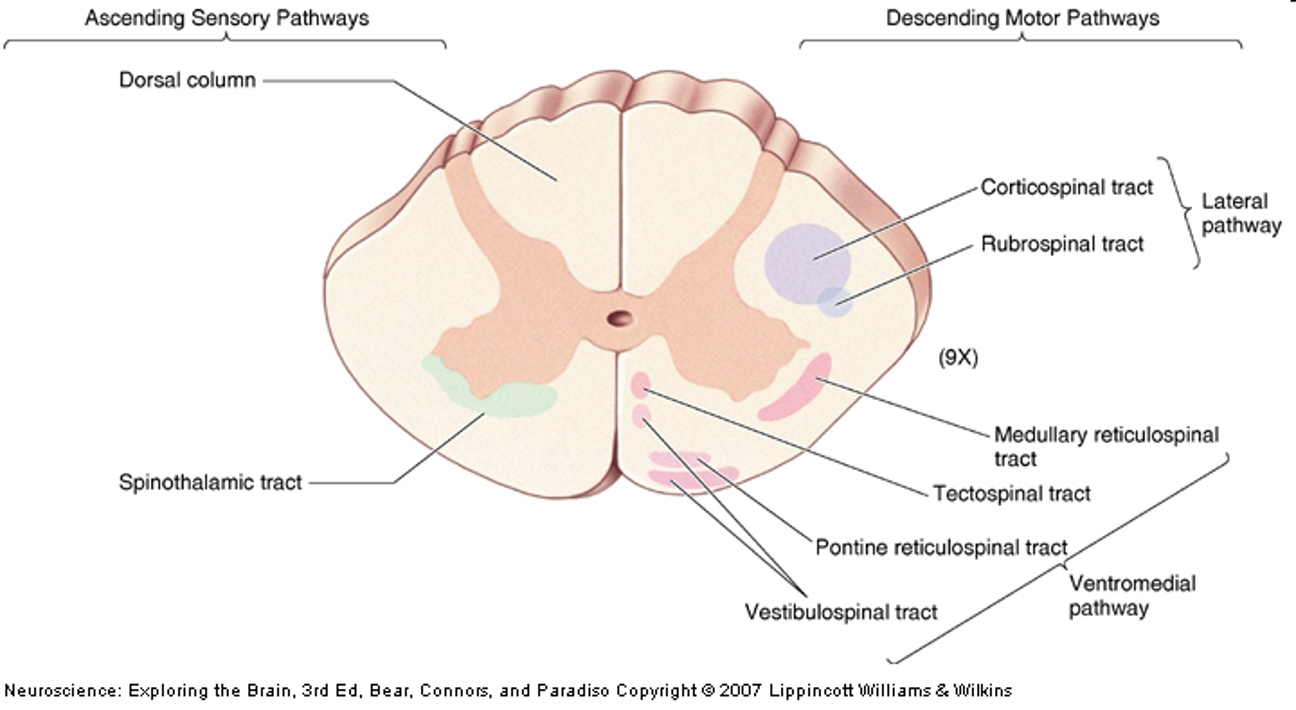 <p>ascending (sensory) and descending (motor) spinal tracts</p>