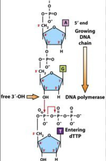 <p>This is a similarity between DNA and RNA</p><p>A nucleotide has a liner strand with two end referred to as the 5’ end and the 3’ end, based on the number of the carbon atoms in the sugar molecule.</p><p>The <strong>5’ end</strong> has a phosphate group attached to the fifth carbon of the sugar, while the <strong>3’ end</strong> has a hydroxyl group (-OH) attached to the third carbon.</p><p>They have a direction where:</p><ol><li><p><strong>5’ ends starts</strong></p><ol><li><p>Where the phosphate group is linked to the 5th carbon</p></li></ol></li><li><p><strong>3’ ends finishes </strong></p><ol><li><p>Where the Hydroxyl group (-OH) is attached</p></li></ol></li></ol><p></p>