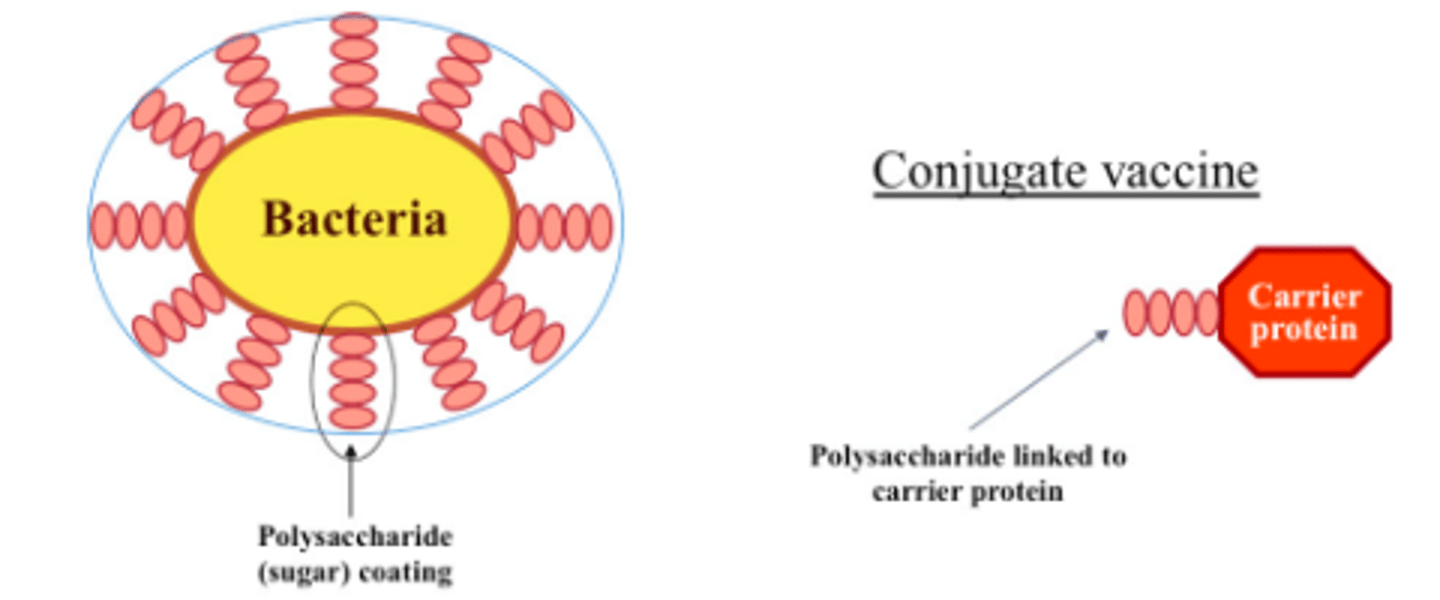 <p>used for diseases in children with poor immune response to capsular polysaccharides</p>