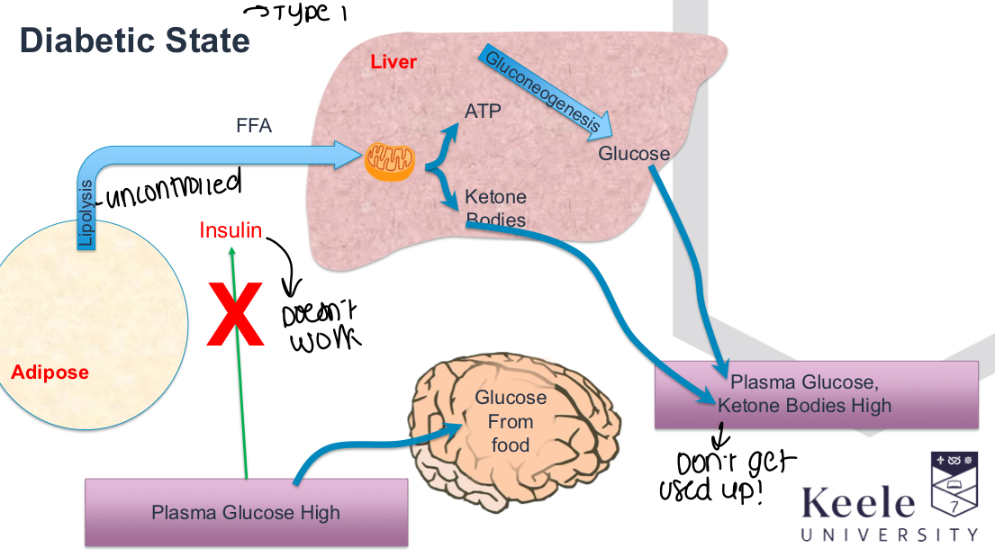 <p>Insulin doesn’t work, lipolysis uncontrolled and keeps going, plasma glucose and ketone bodies remain high, Gluconeogenesis keeps going </p>