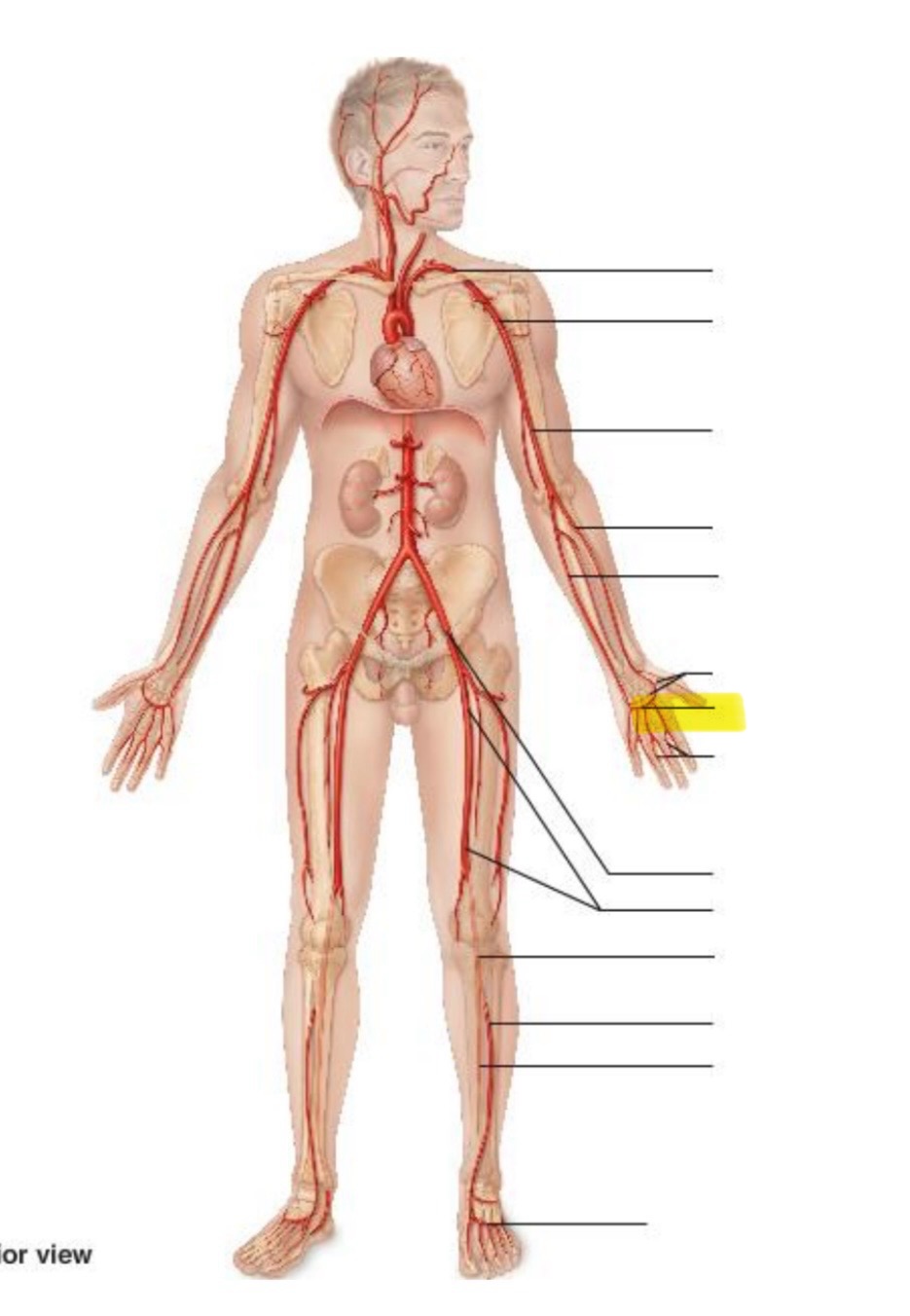 term image