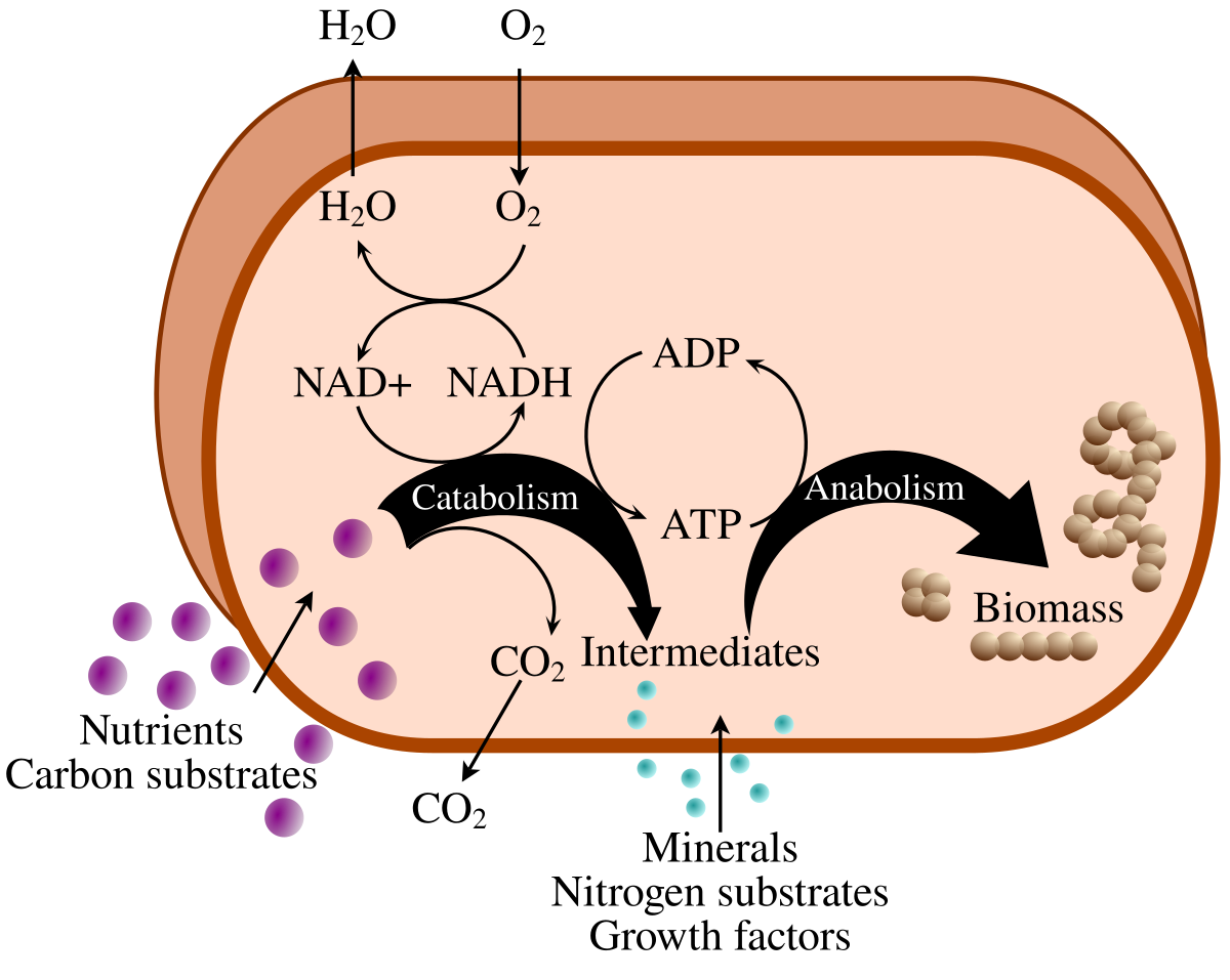 <p>The totality of an organism's chemical reactions, consisting of thousands of reactions organized into intersecting metabolic pathways that manage the material and energy resources of the cell.</p>