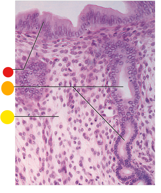 <p>where will you find endometrial glands?</p>