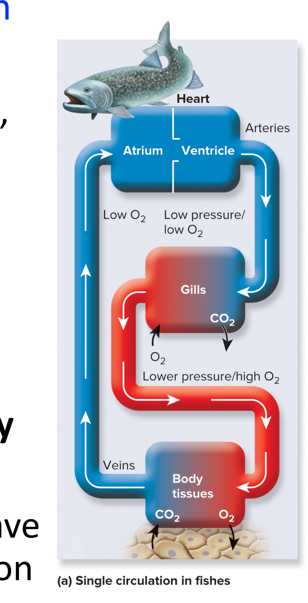 single circulation