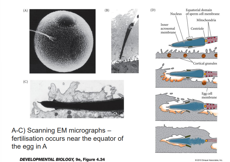 <ul><li><p>sperm must transit through the thick outer coating of the egg (ZP)</p><ul><li><p>to acheive this each sperm releases enzymes from its acrosome</p></li><li><p>enzymes weaken both CR &amp; ZP, allowing 1 sperm to wiggle through to egg</p></li><li><p>if there aren’t enough sperm, not enough enzyme is released &amp; none of the sperm will reach the egg</p></li><li><p>whent he first sperm finally contatcs the egg’s surface, the plasma membrane of egg &amp; sperm fuse, &amp; sperm’s head is drawn into the egg cytoplasm&gt; egg has vesicles that secrete a chemical to fuse the sperm to it</p></li></ul></li></ul>