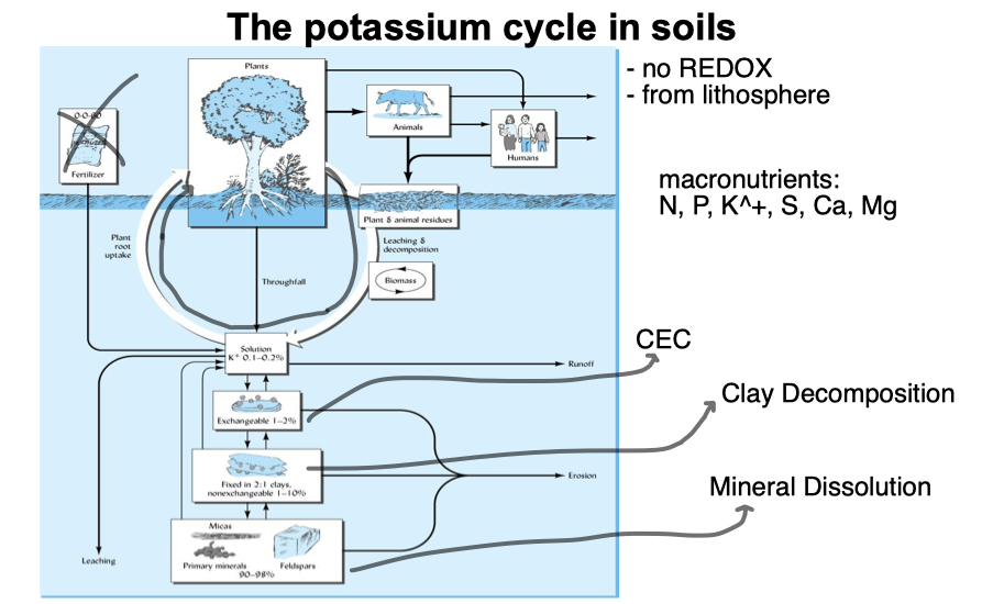 * no REDOX
* from lithosphere
* macronutrients: N, P, K, S, Ca, Mg