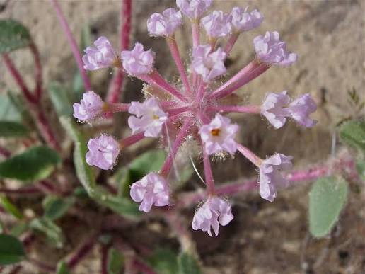 <p>Mojave Sand Verbena</p>