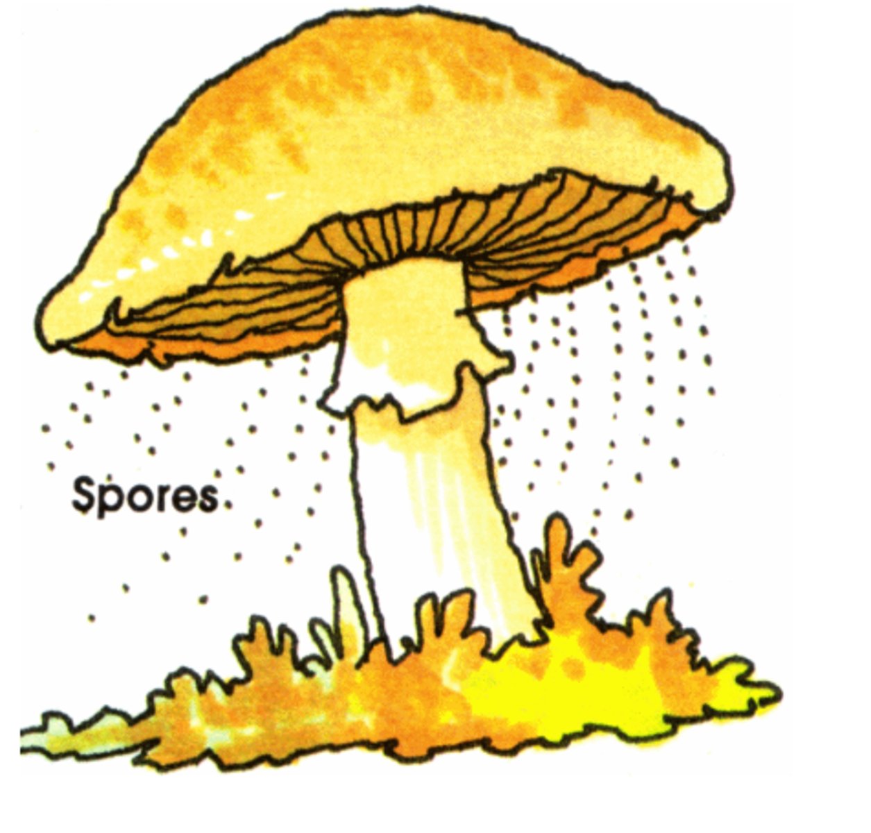 <p>Asexual reproductive or resting cell capable of developing into a new organism without fusion with another cell, in contrast to a gamete</p>