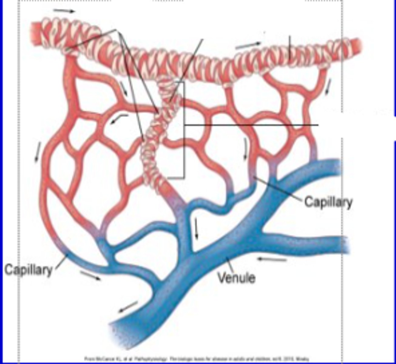 <p>these structures can form precapillary sphincters that can constrict or dilate</p>