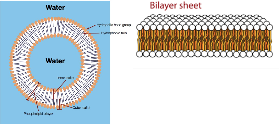 <ul><li><p>phospholipids in water spontaneously arrange themselves in lipid bilayers</p></li><li><p>this means that the hydrophilic head groups can interact w/ the water molecules and the hydrophobic tails cluster together away from the water molecules</p></li></ul><p></p>