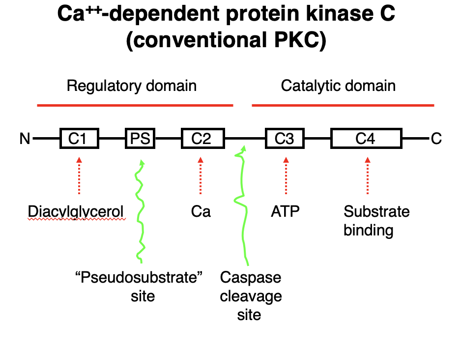 <p>• Conventional PKC requires Ca²⁺, diacylglycerol (DAG), and ATP for activation.</p><p class="p2"></p><p class="p3">Domain Structure &amp; Function:</p><ul><li><p class="p1">Regulatory Domain:</p></li></ul><p class="p4">• C1 Domain → Binds Diacylglycerol (DAG).</p><p class="p5">• C2 Domain → Binds Ca²⁺, promoting membrane translocation.</p><p class="p5">• PS Site → Contains a pseudosubstrate region, keeping PKC inactive until activation.</p><p class="p1"></p><ul><li><p class="p1">Catalytic Domain:</p></li></ul><p class="p5">• C3 Domain → ATP-binding site, necessary for phosphorylation.</p><p class="p5">• C4 Domain → Substrate-binding site, where PKC phosphorylates target proteins.</p><p class="p2"></p><p class="p3">Activation Mechanism:</p><p class="p6">1. Ca²⁺ and DAG bind to PKC, relieving inhibition from the pseudosubstrate region.</p><p class="p6">2. PKC translocates to the membrane and undergoes conformational changes.</p><p class="p6">3. ATP binds to the C3 domain, allowing phosphorylation of substrates at the C4 domain.</p>