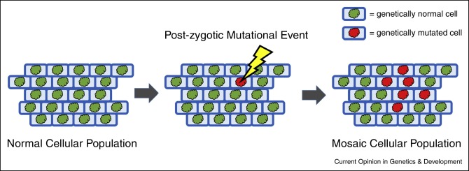 <p>occurs when multiple strains with similar value </p><p>uses founders from ALL strains </p><p>maximines the initial genetic variability and potential for genetic progress through selection </p>
