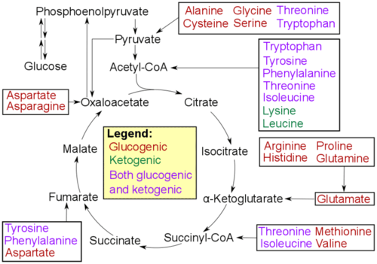 <p>Glycogenic amino acids feed into gluconeogenesis.</p><p>Ketogenic amino acids feed into ketogenesis/fatty acid synthesis.</p>
