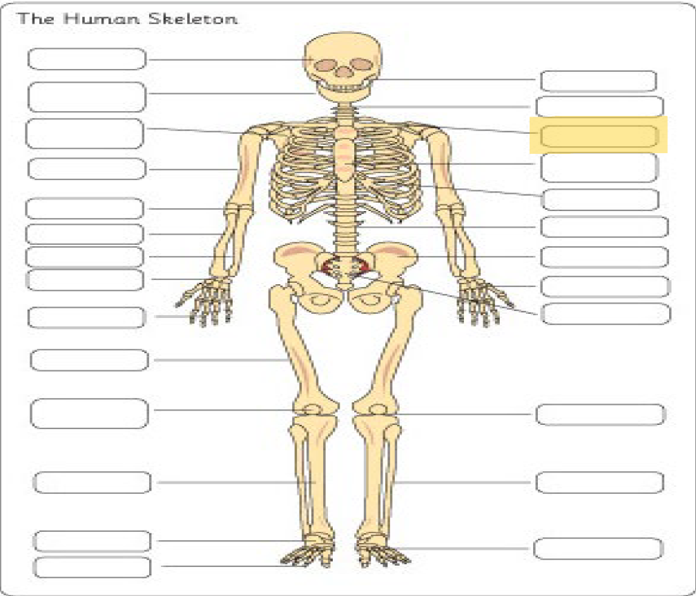 <p>What is this Bone?</p>