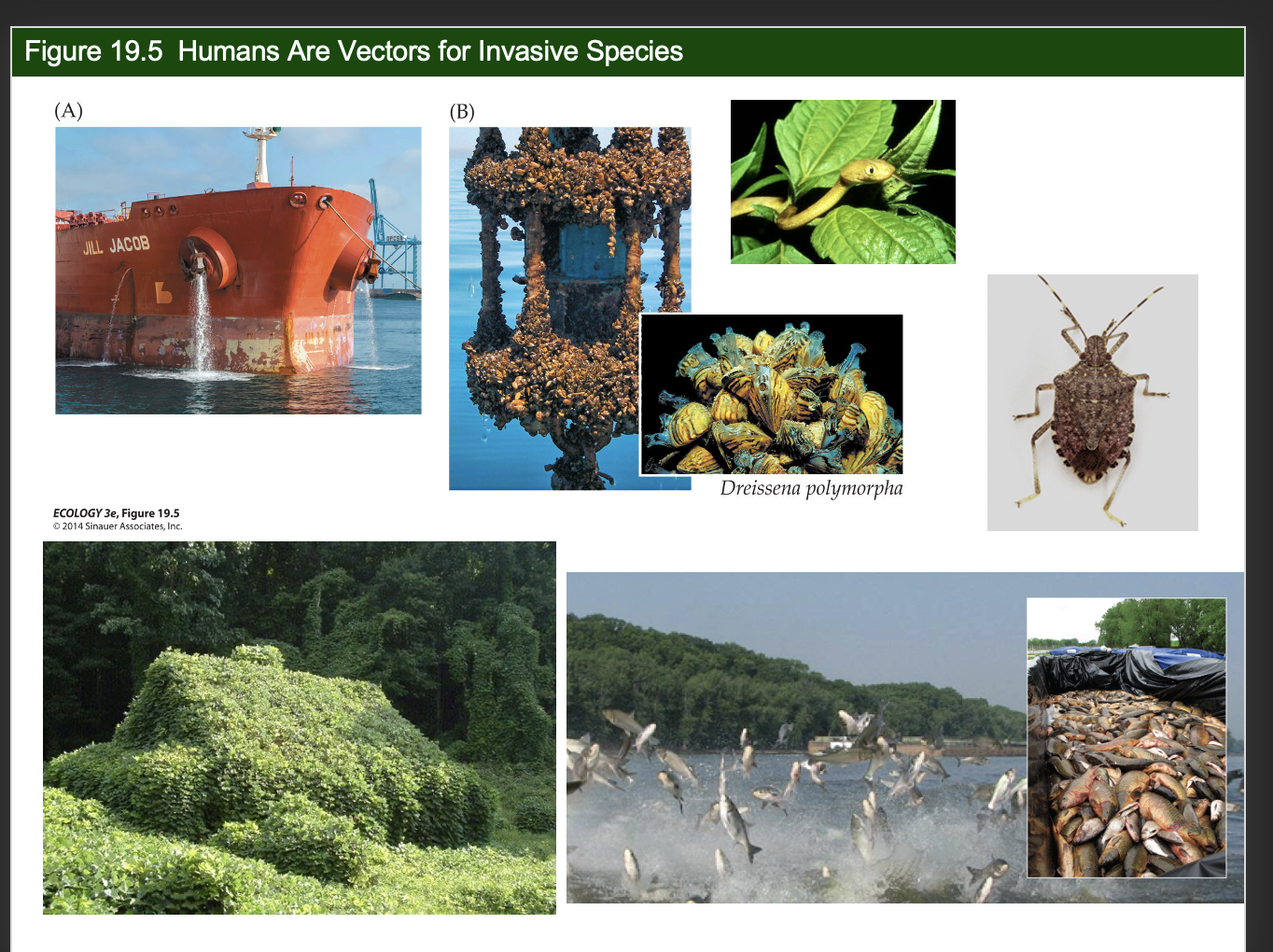 <p>Figure 19.5 – Humans Are Vectors for Invasive Species</p><p>What does Figure 19.5 show about the role of humans in species invasions?</p>