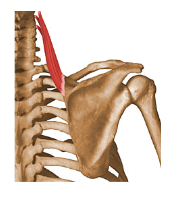 levator scapulae 

action: Elevates scapula and tilts its glenoid cavity inferiorly by…..