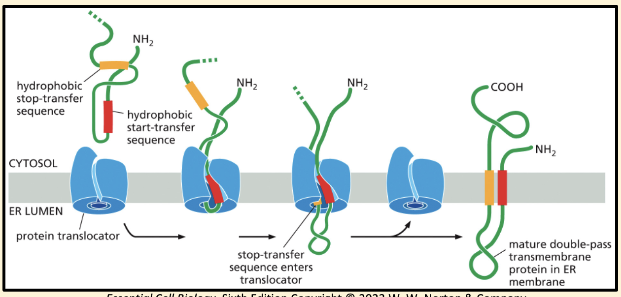 <ol><li><p>Some proteins use an internal signal sequence (red) that acts as both a start-transfer signal and an anchor in the membrane</p></li></ol><ol start="2"><li><p>Internal signal sequence is recognised by SRP, which brings the ribosome to the ER membrane</p></li><li><p>When a stop-transfer sequence (orange) enters the translocator, both start- and stop-transfer sequences are released sideways into the lipid bilayer</p></li><li><p>Neither sequence is cleaved off, so the protein remains embedded as a double-pass transmembrane protein</p><p></p></li></ol><p></p>