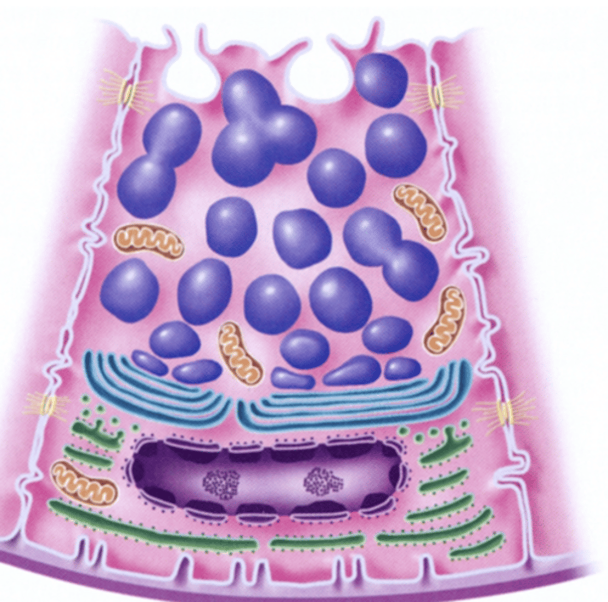 <p>mucins</p><p>against</p><p>empty</p><p>junctional</p><p>canaliculi</p>