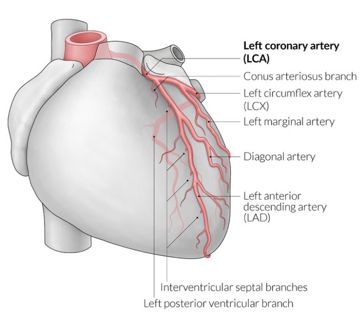 <p>left coronary artery</p><p>supplies: left atrium, most of left ventricle, part of right ventricle, anterior two-thirds of IVS (interventricular septum), including the AV bundle</p><p><span>branch from the base of the aorta</span></p>