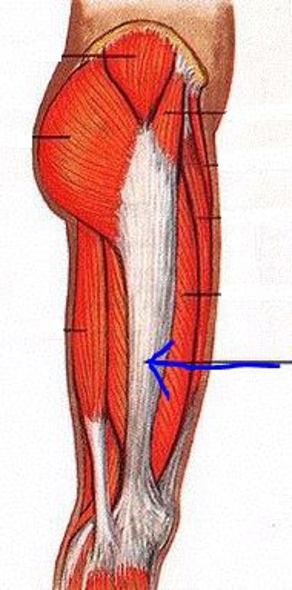 <p>muscle and function</p>