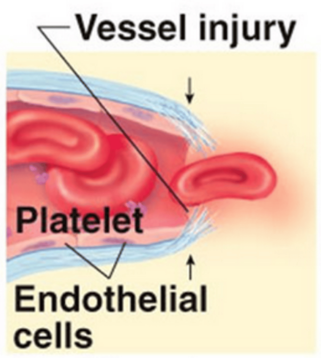 <p>Platelets begin to adhere to injured site<br>Anchored platelets release serotonin<br>Serotonin causes blood vessel muscles to spasm<br>Spasms narrow the blood vessel, decreasing blood loss</p>