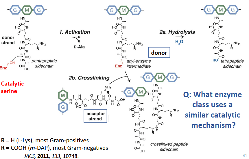 <p>acyl-enzyme intermediate</p>