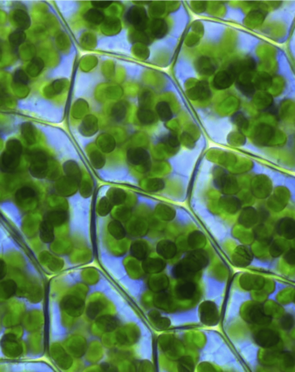 <p>o Sites of photosynthesis</p><p>o assimilation starch</p><p>o Contain chlorophyll and carotenoid pigments</p><p>o Disk-shaped; 3-300 in mesophyll cell</p>