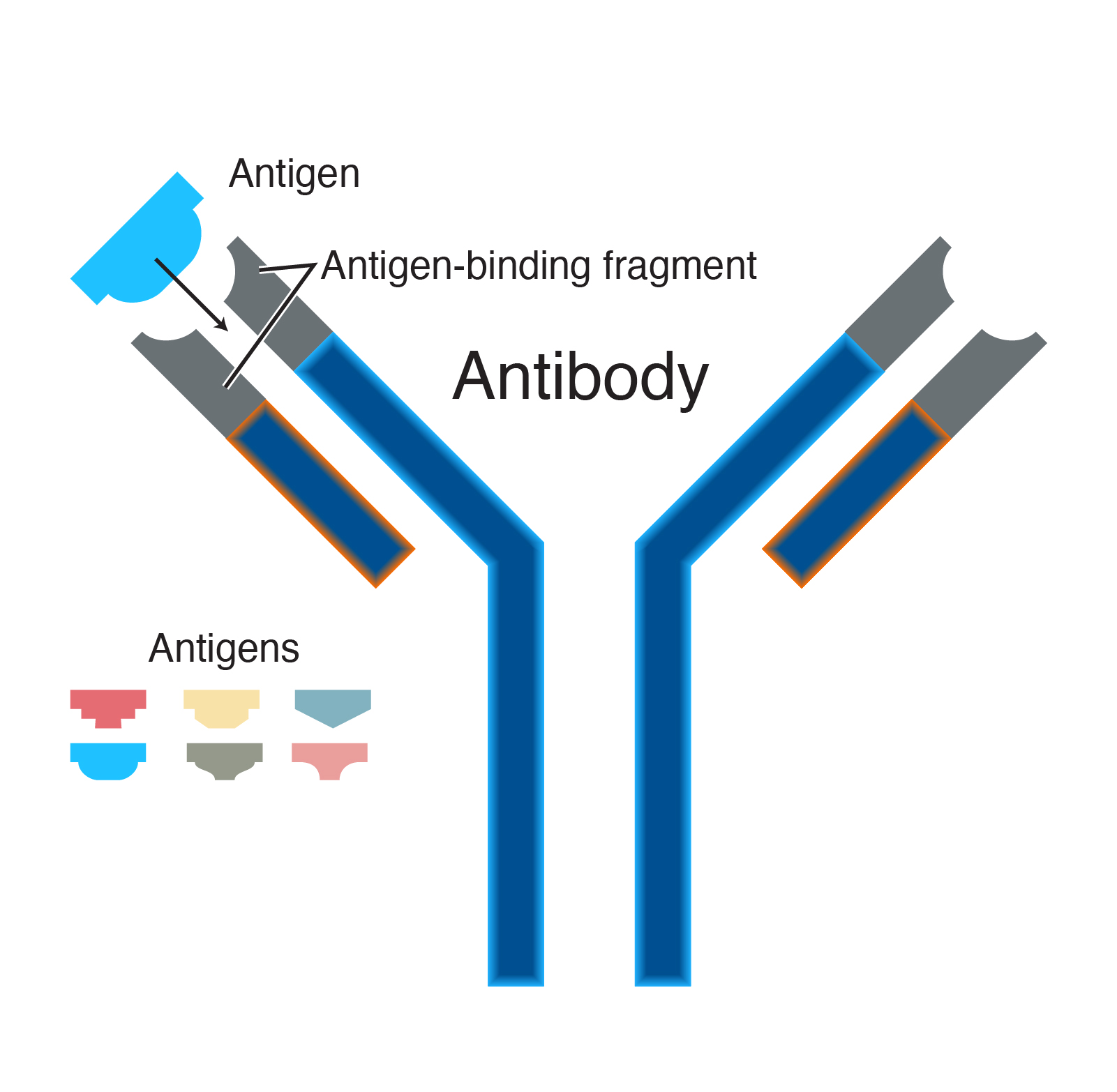 <p>A type of protein molecule produced by B-cells that recognises and binds with a specific antigen.</p>