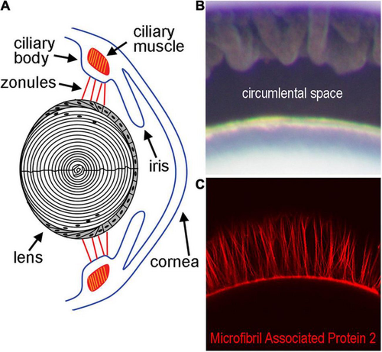 <p>Circumlental space</p>