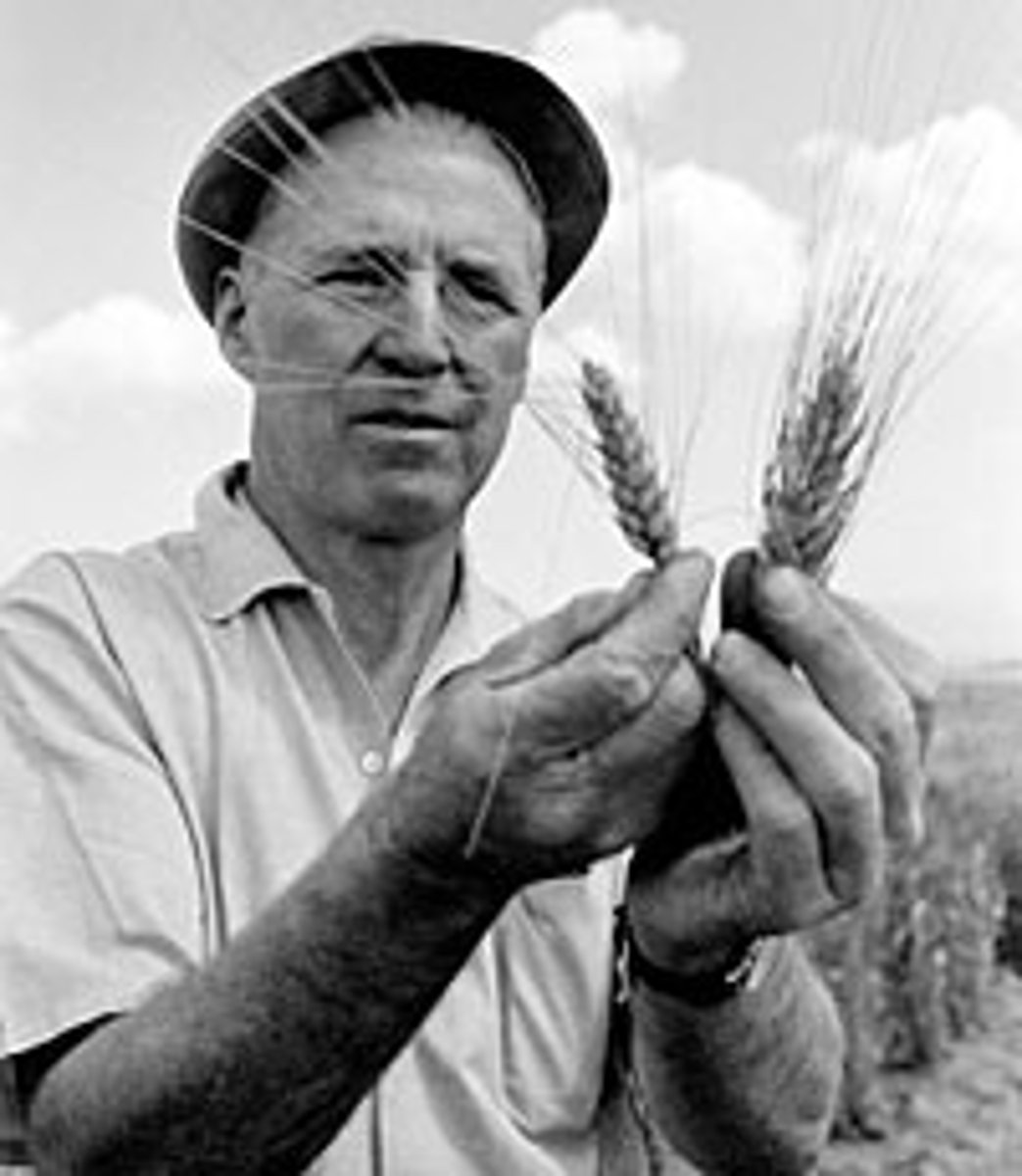 <p>The worldwide campaign to increase agricultural production from the 1940s to 60s, stimulated by new fertilizers and strains of wheat. The movement saved millions from starvation.</p>