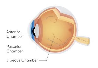 <p>D. iris.</p>