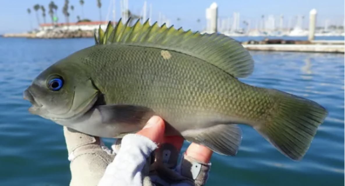 <p>Opaleye <strong>Family</strong></p>