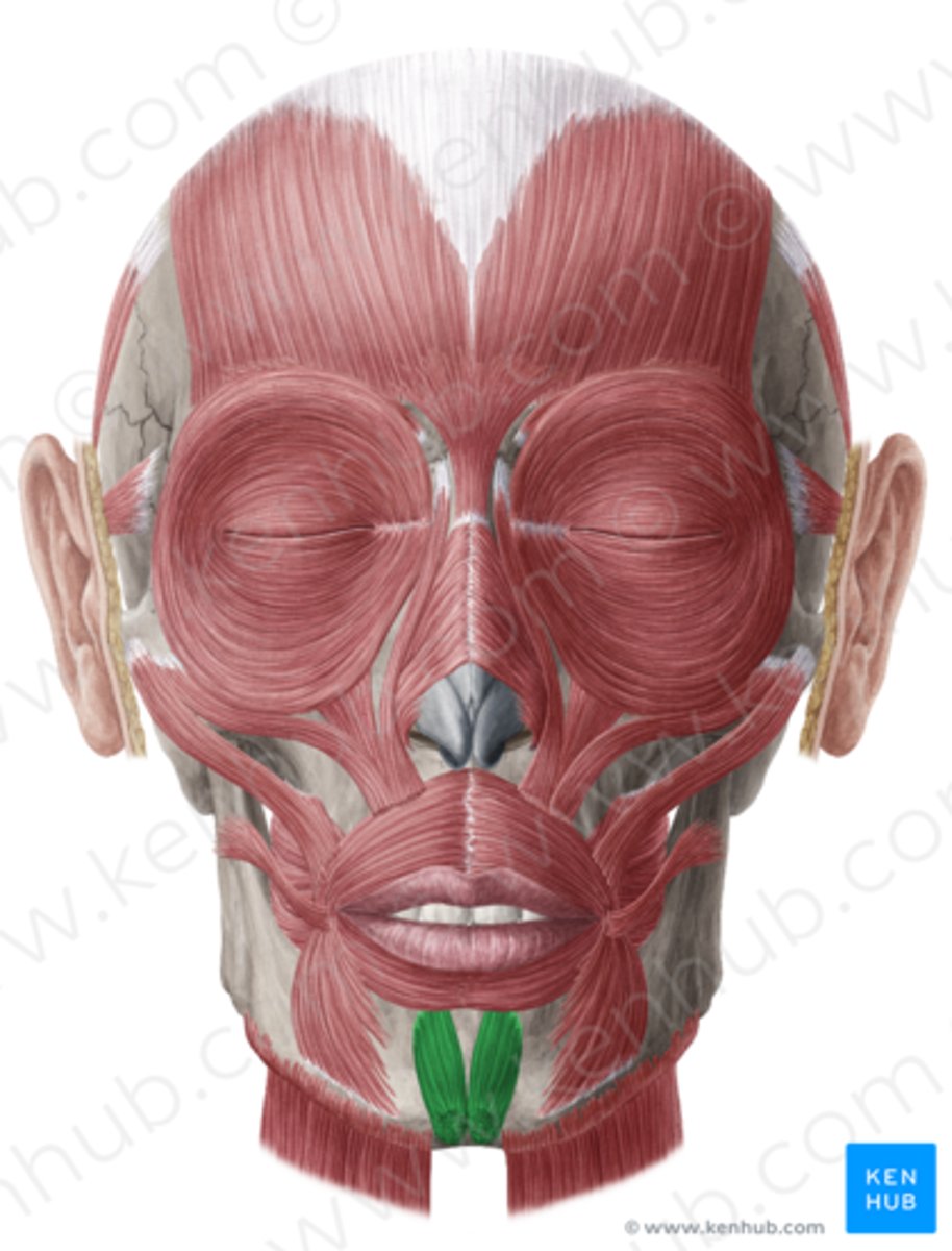 <p>Funktion: lyfter och skjuter fram underläppen.</p>